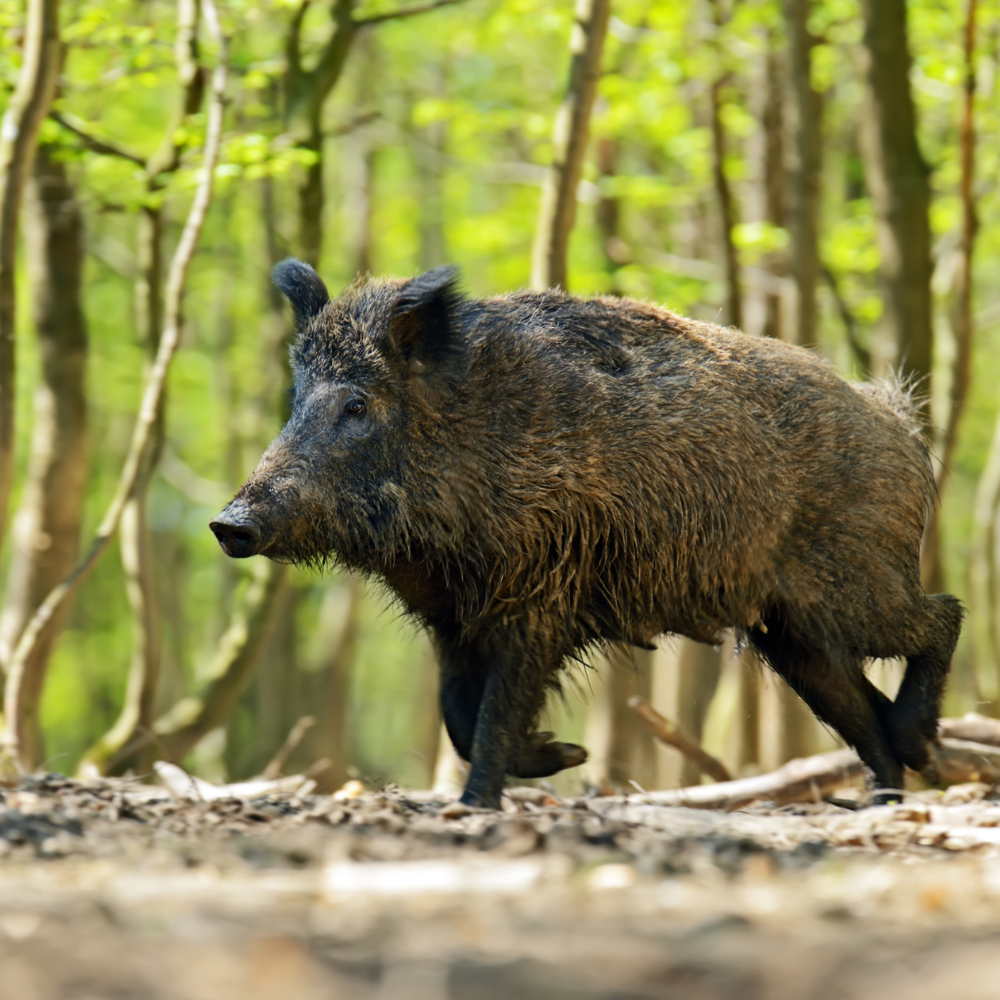 Sanglier attaque 