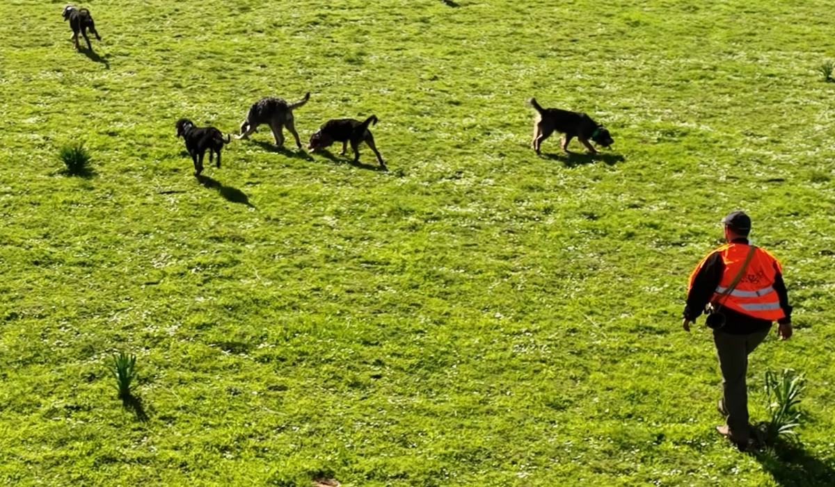 Chasse de chiens courants