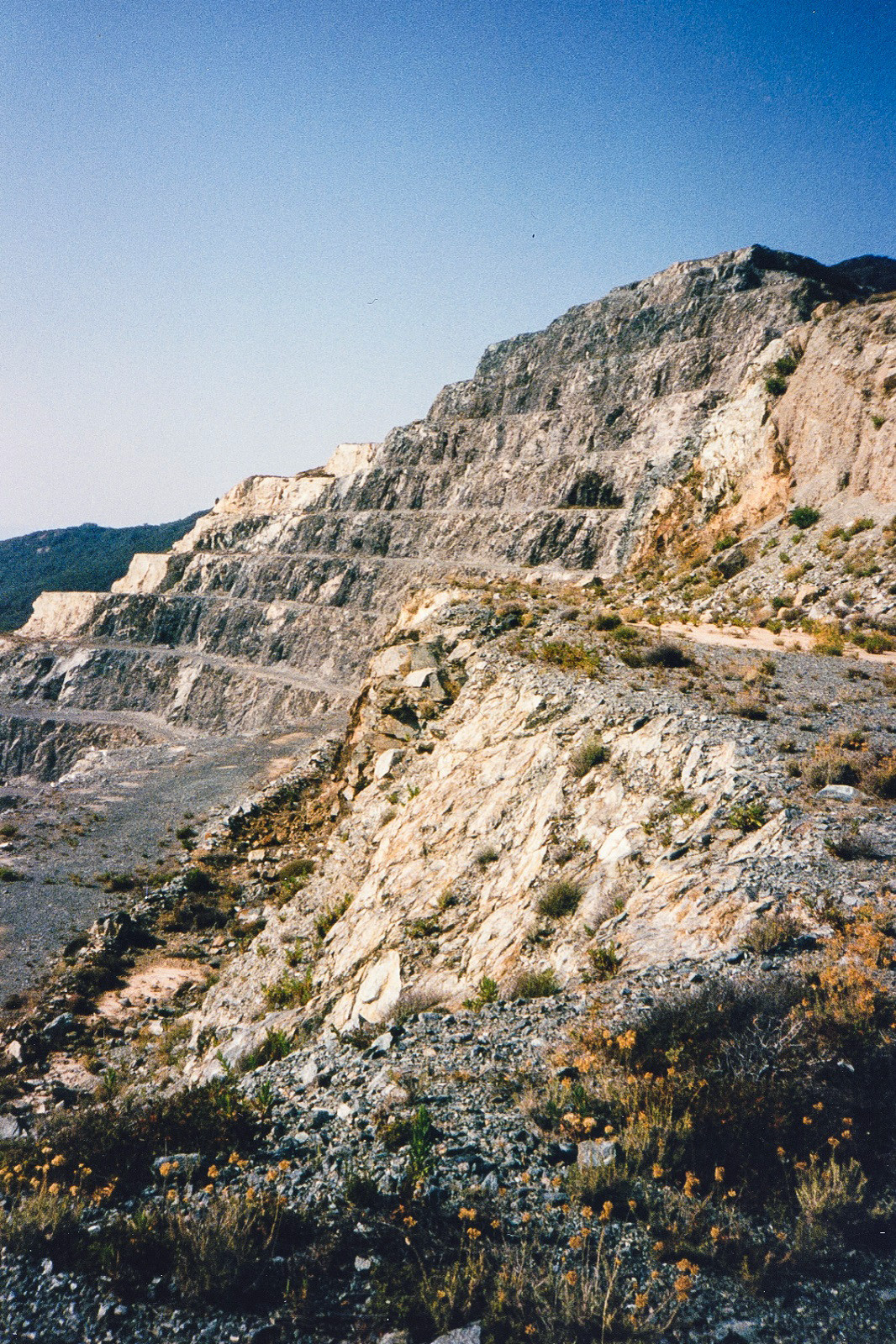 canari