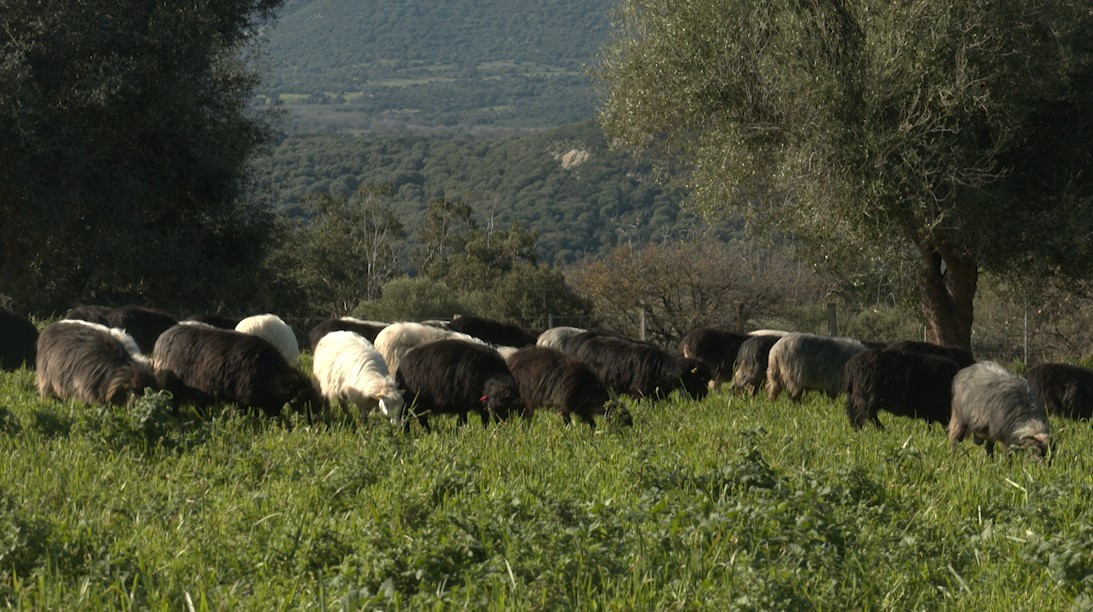 Bergerie de Serena Sanna