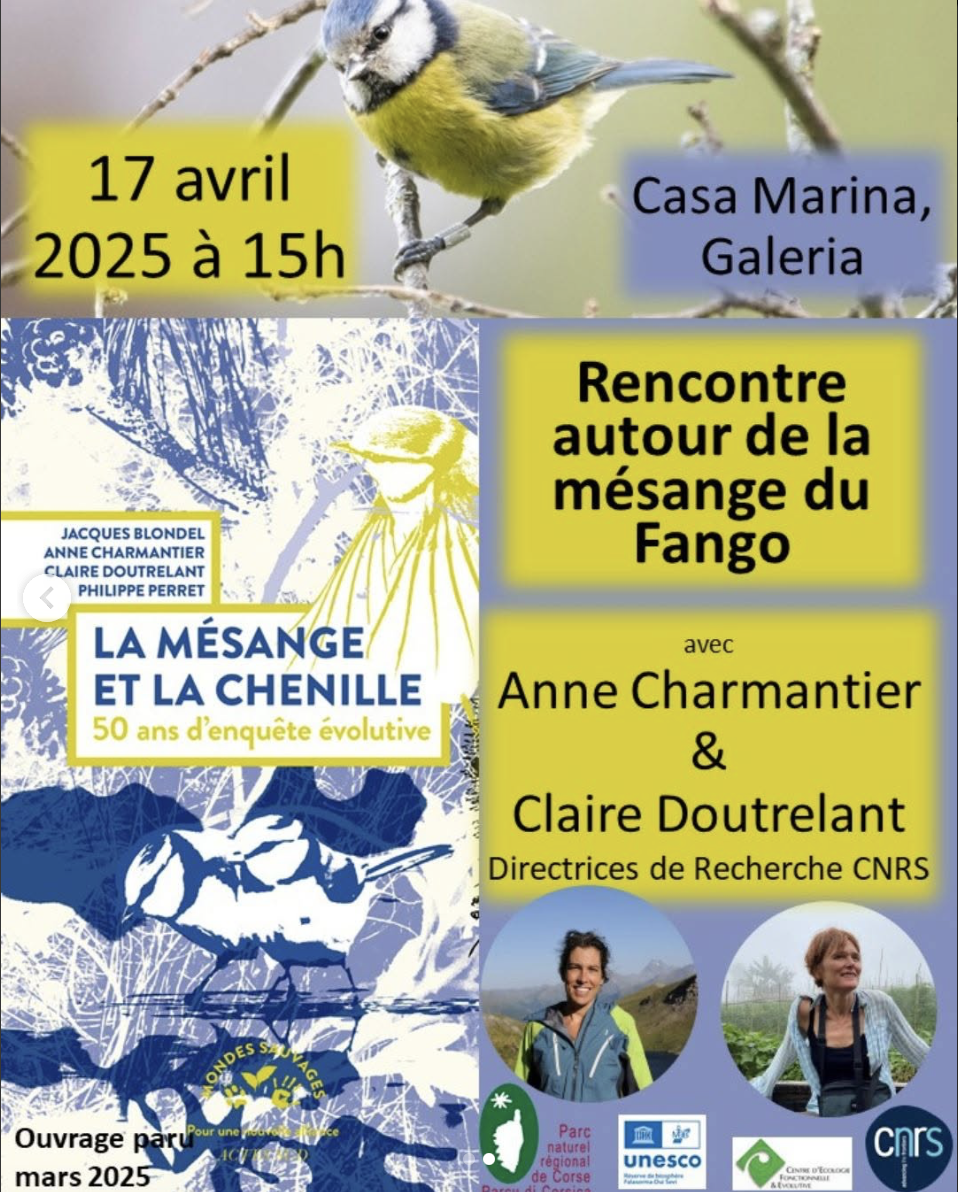 mésange article