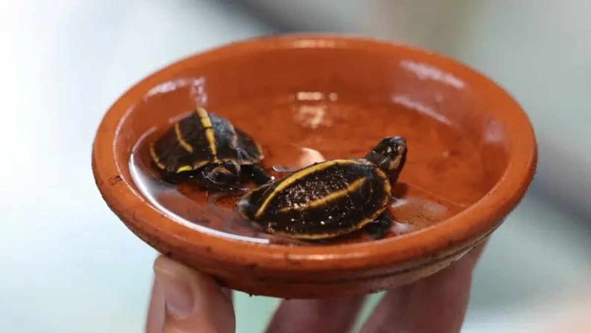 tortues