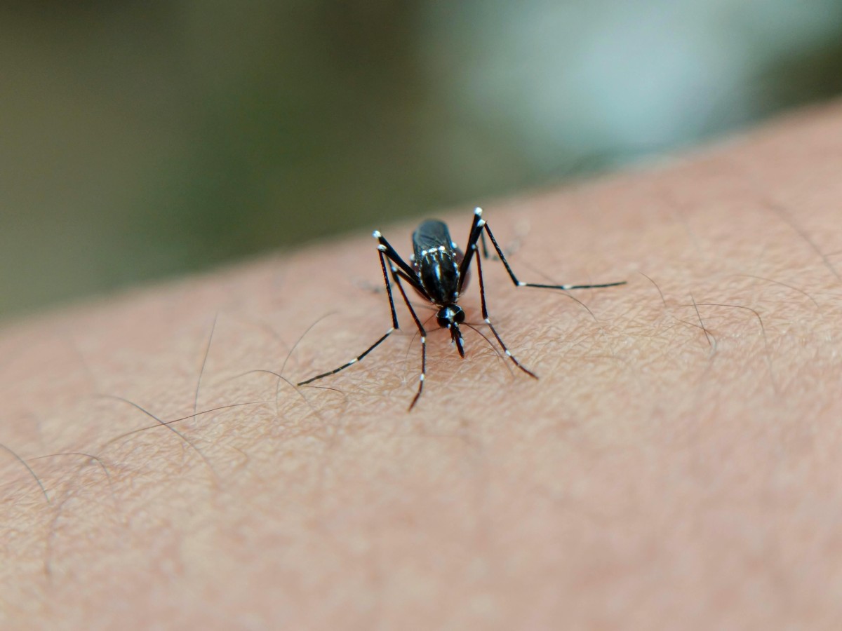 chikungunya