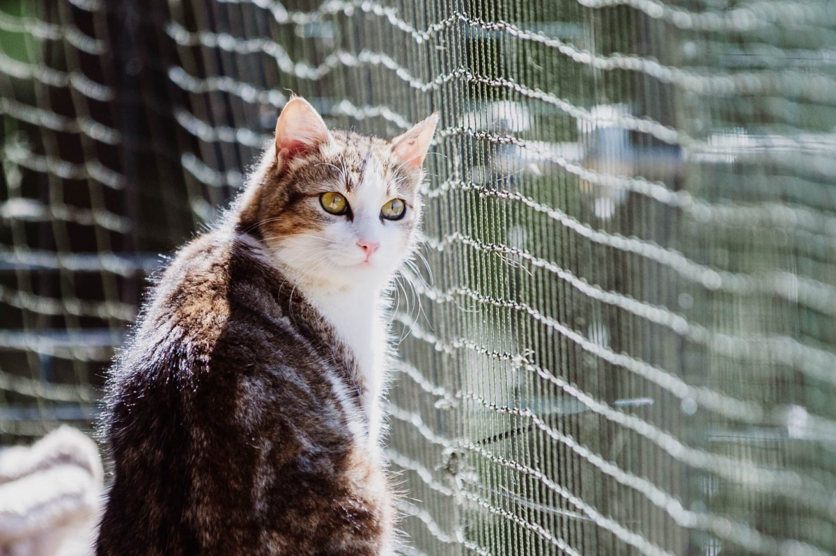 chat
