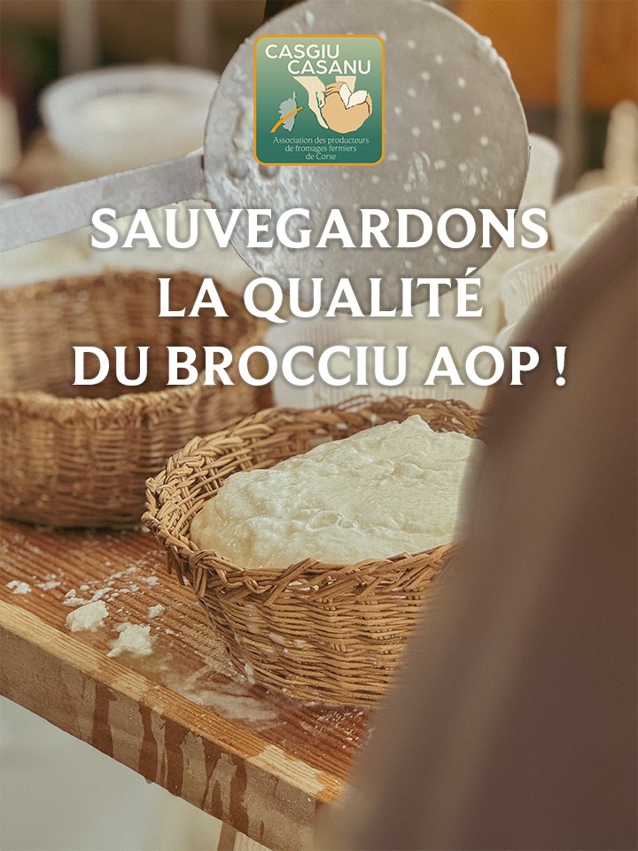 brocciu