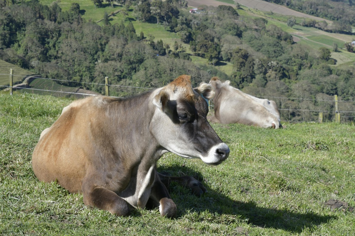 vache