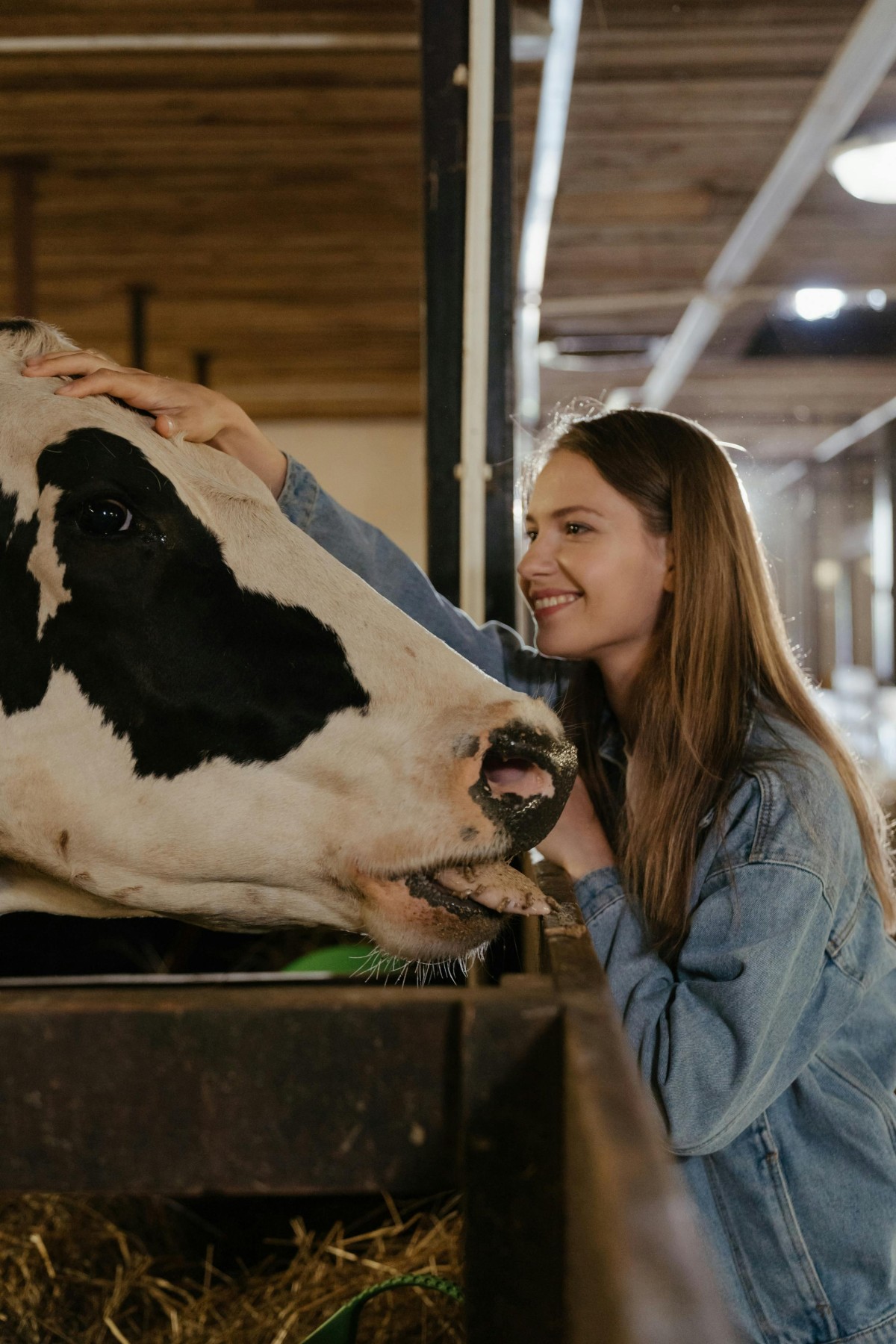 vache