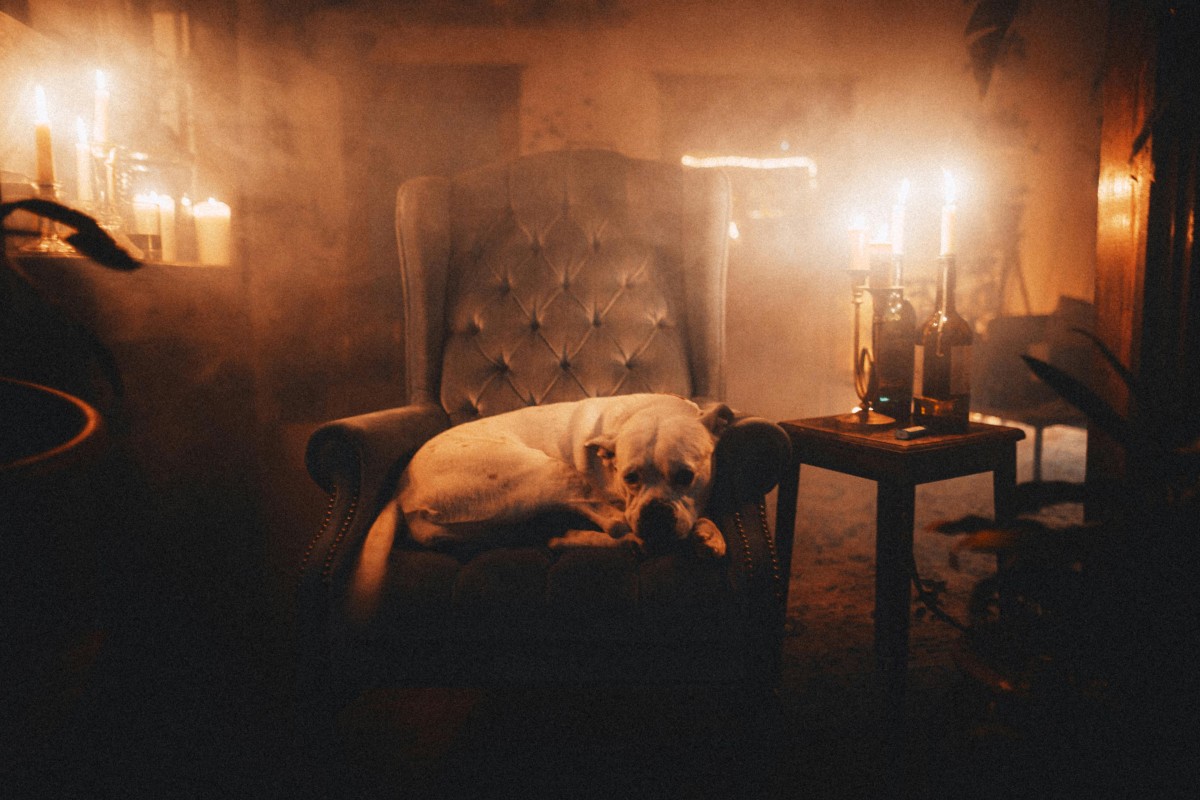 chien feu