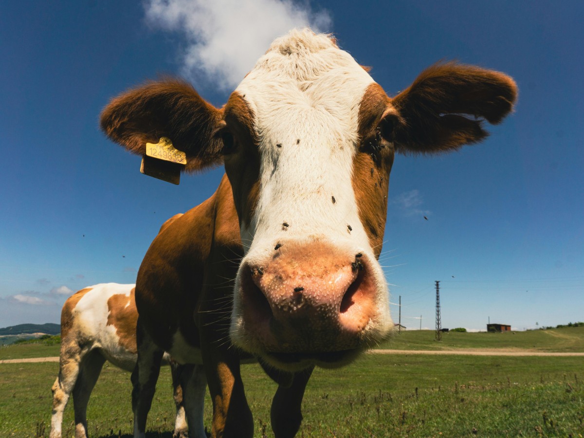 vache