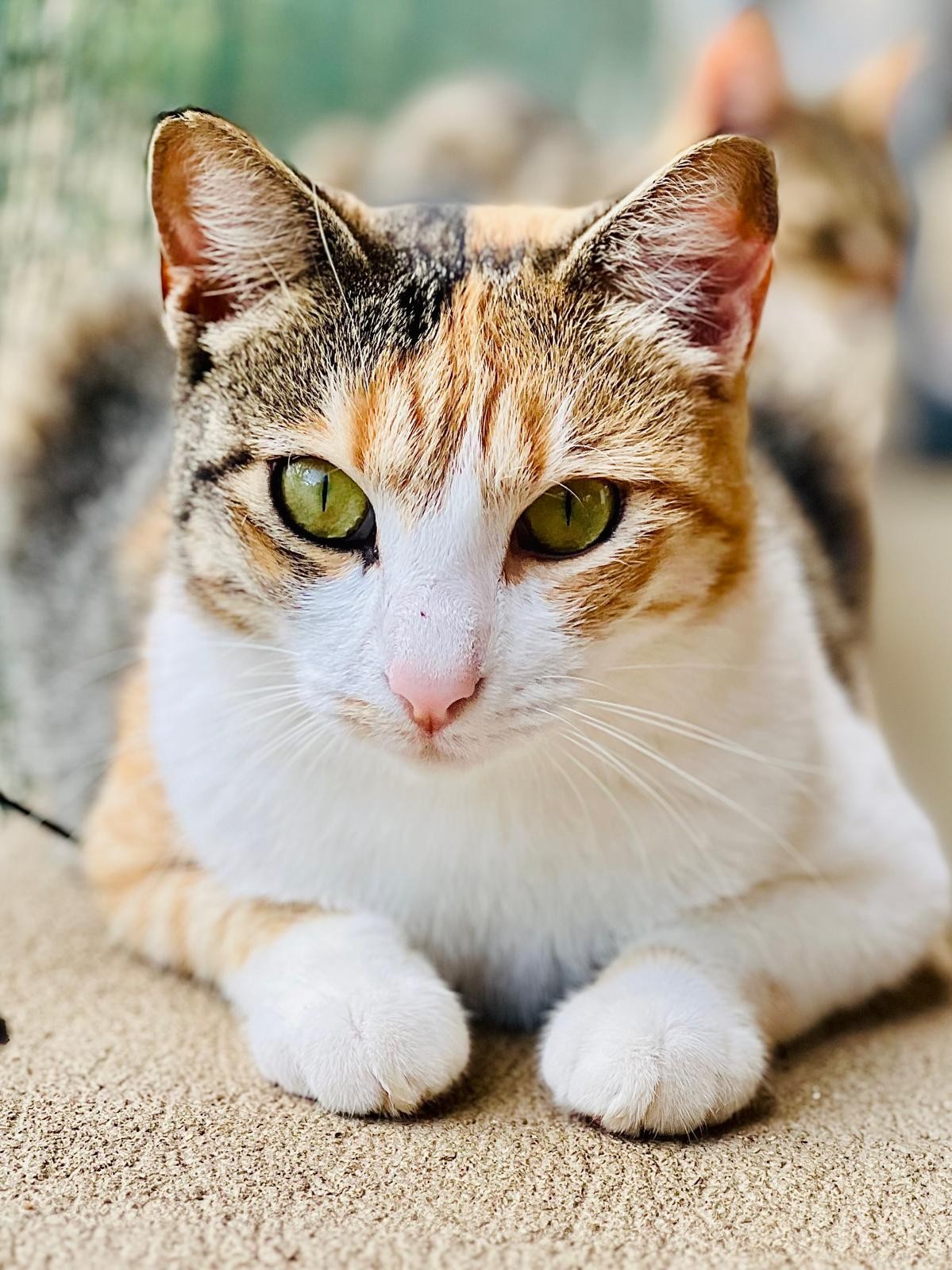 chat