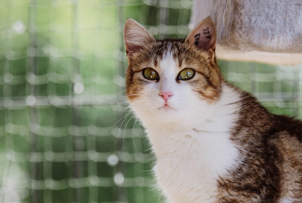 CHAT