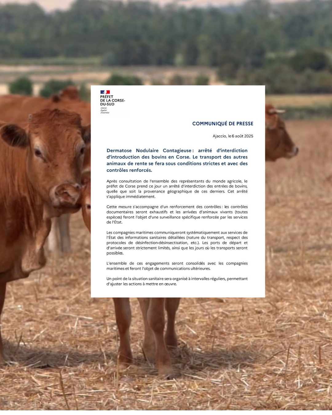 vache DNC