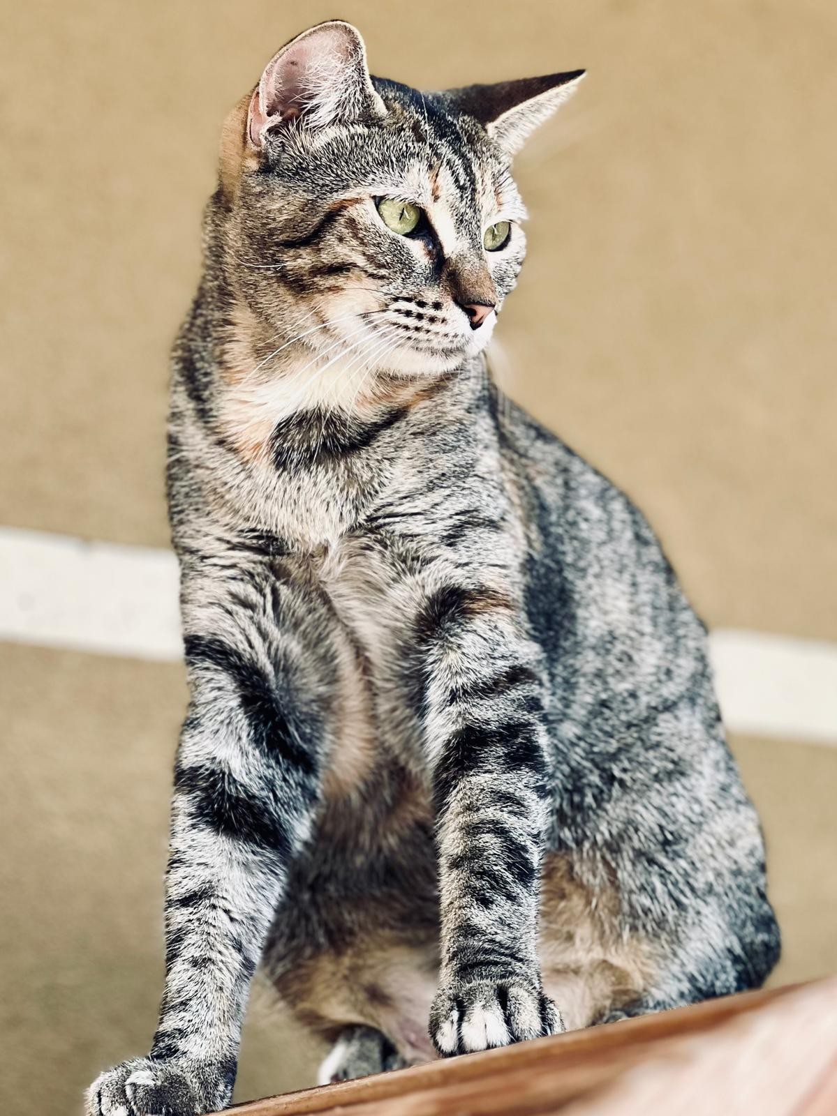 CHAT