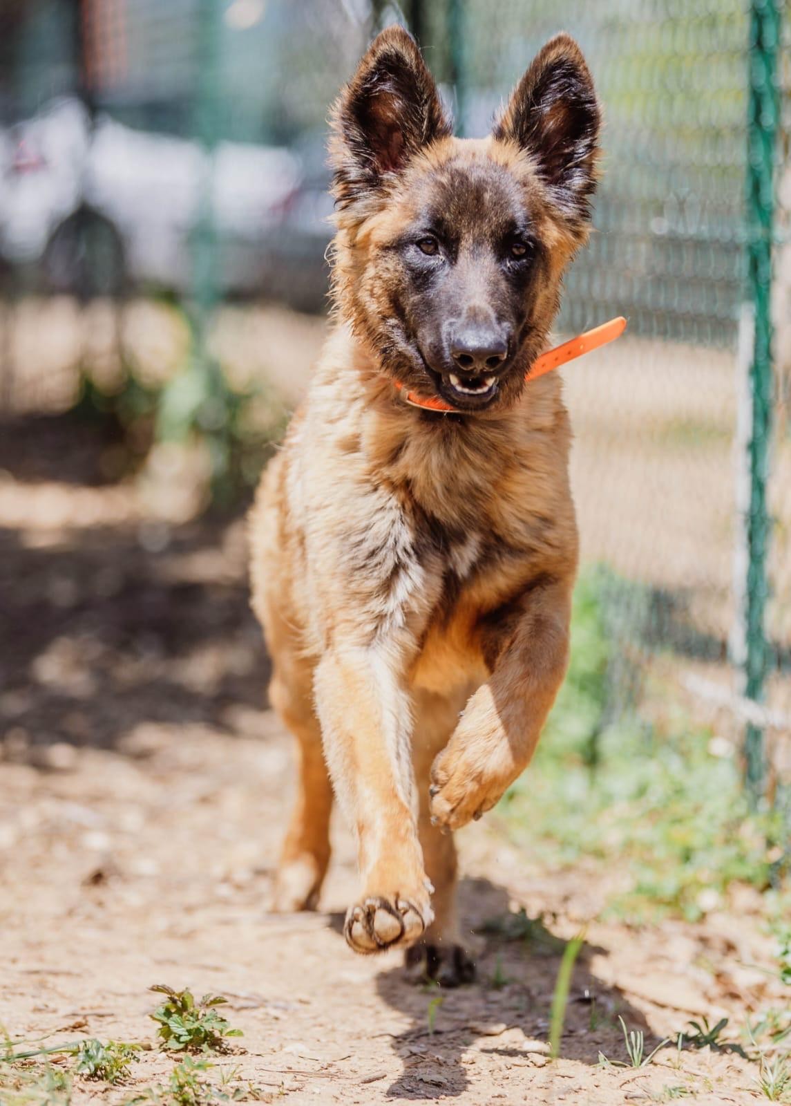 chiot