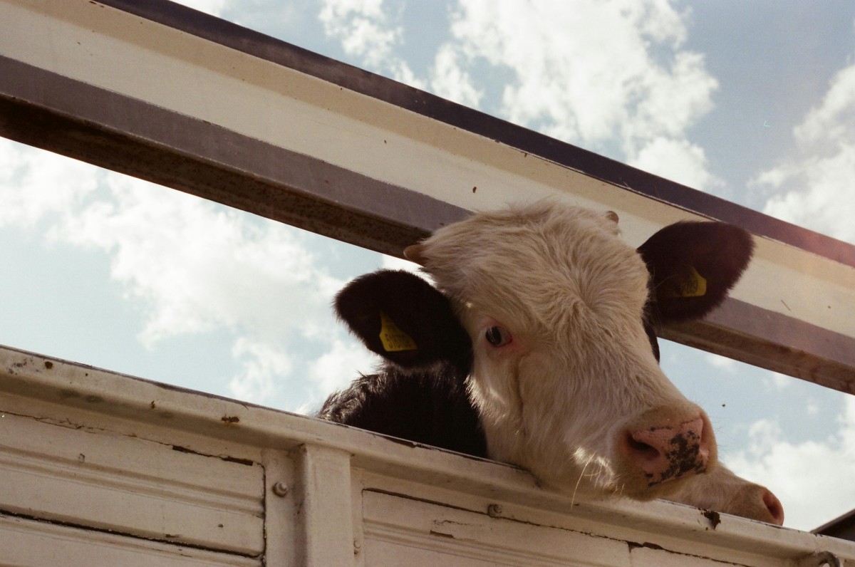 vache