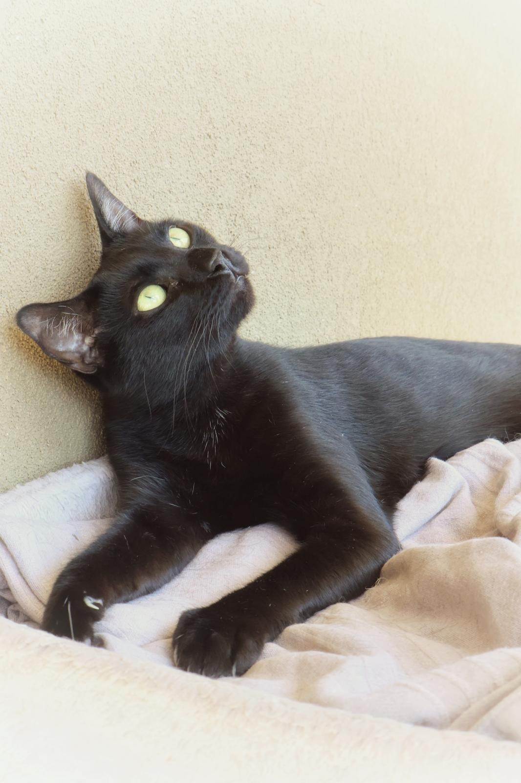 oscar