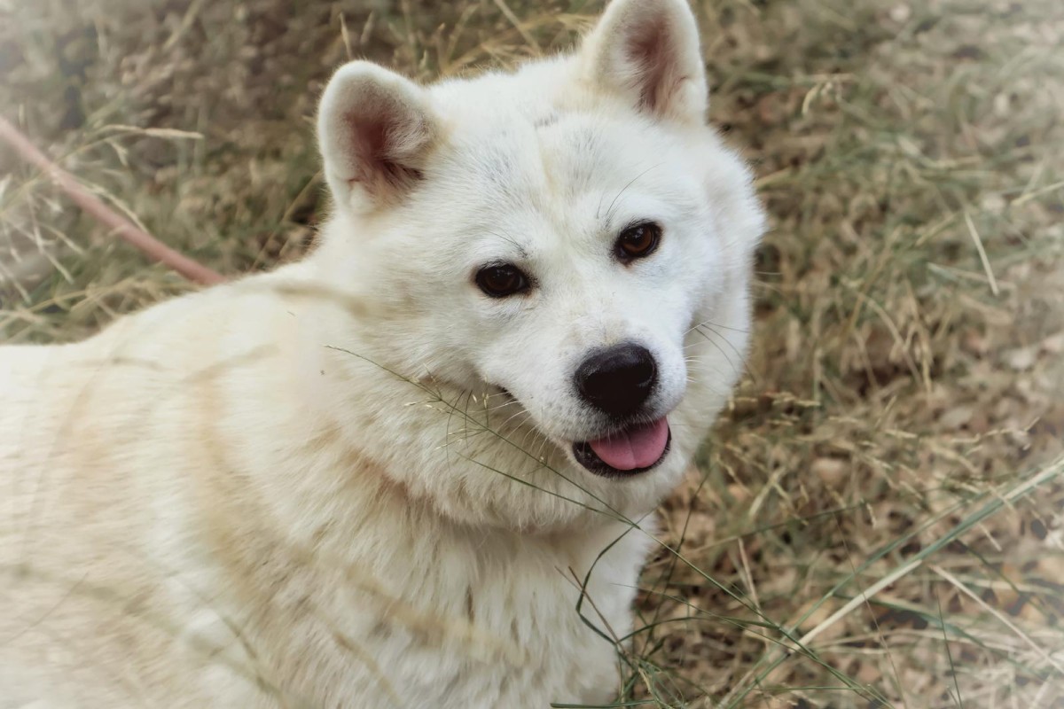 chien