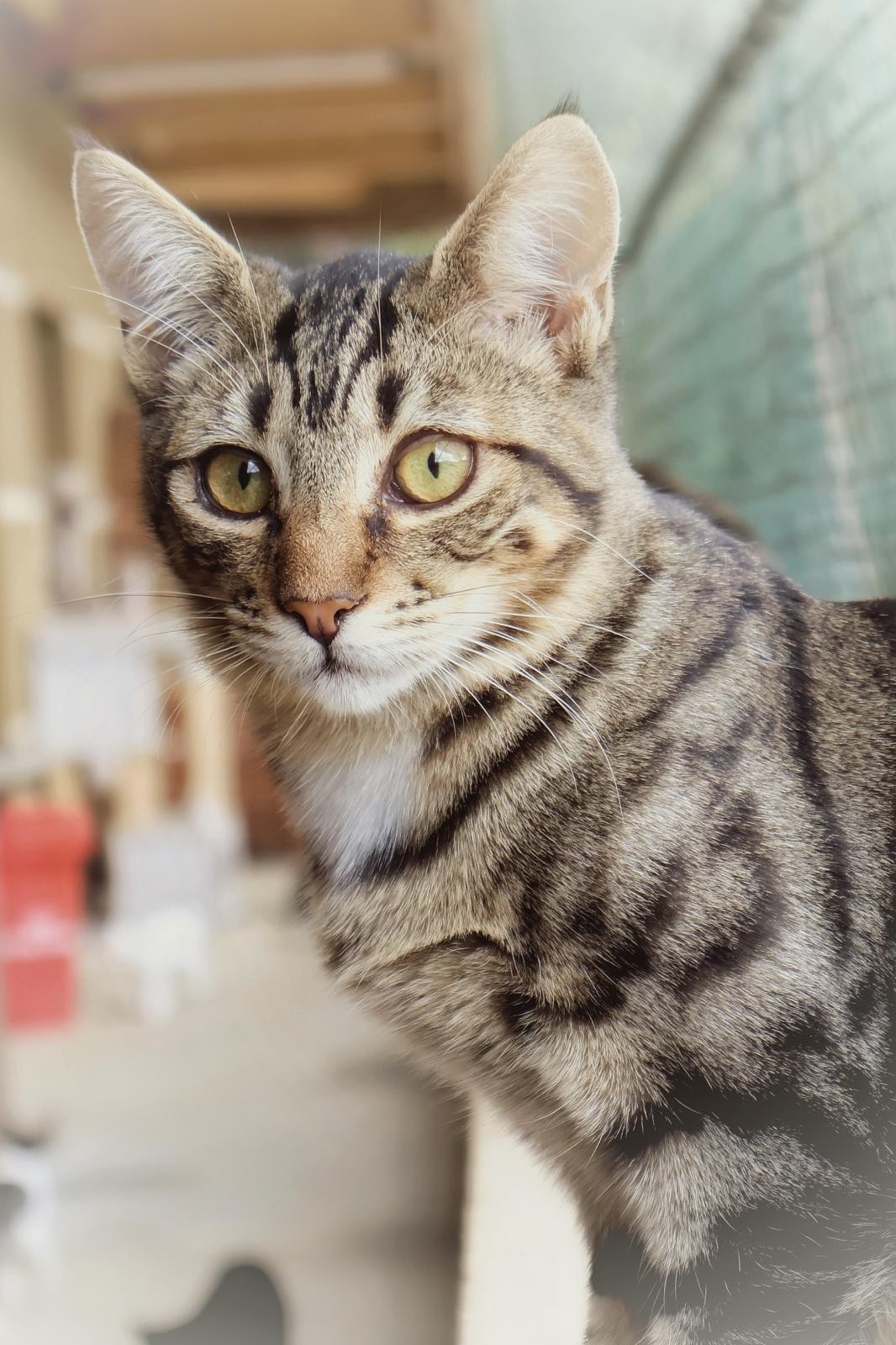 chat