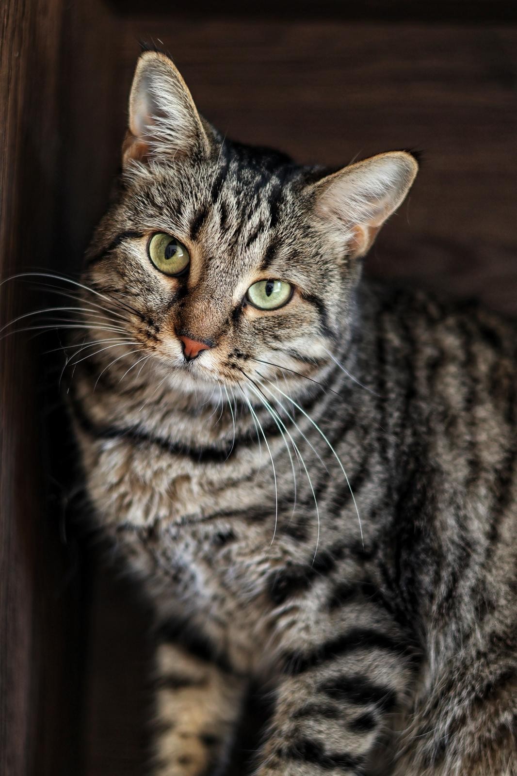 chat