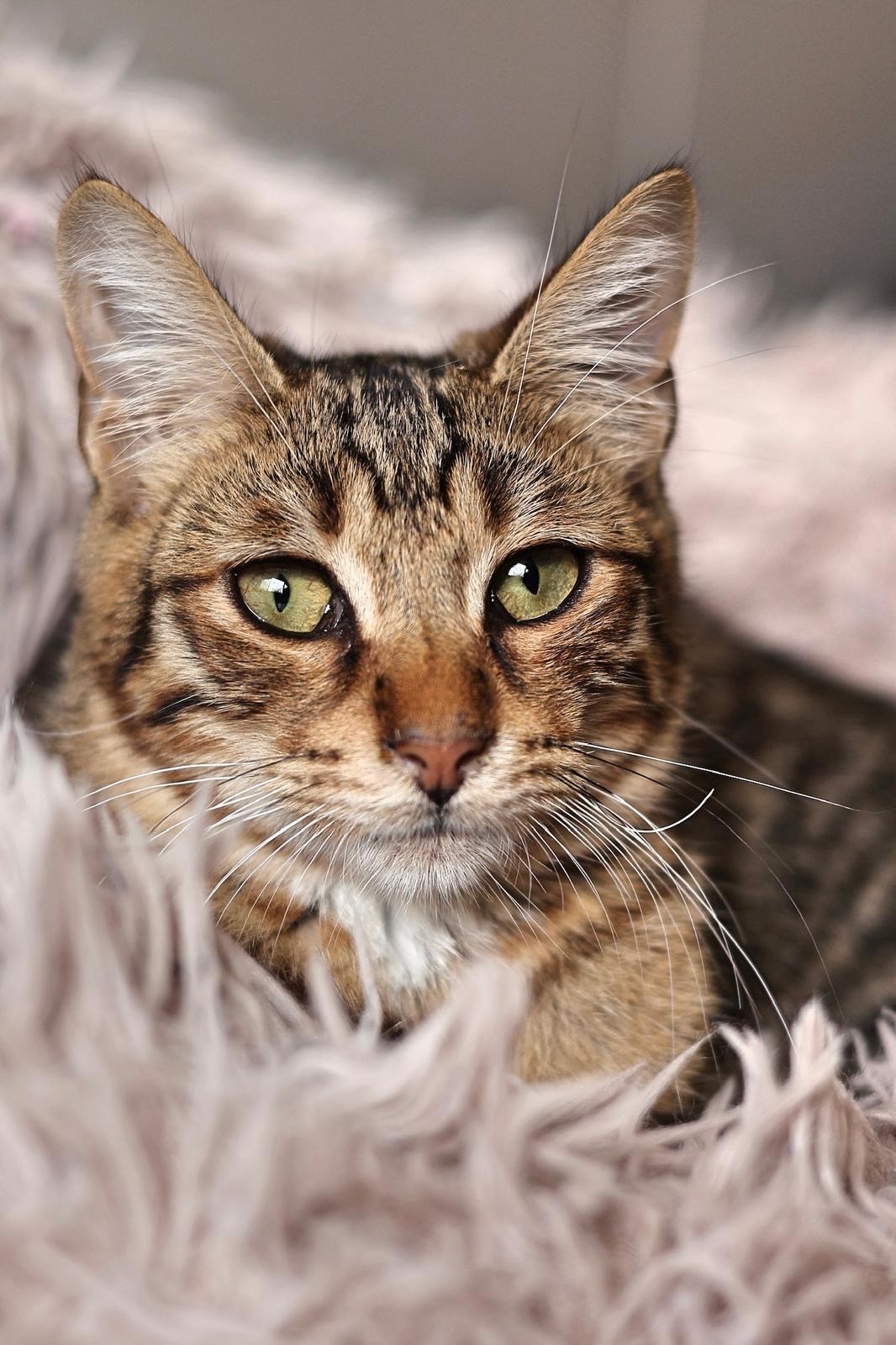 chat