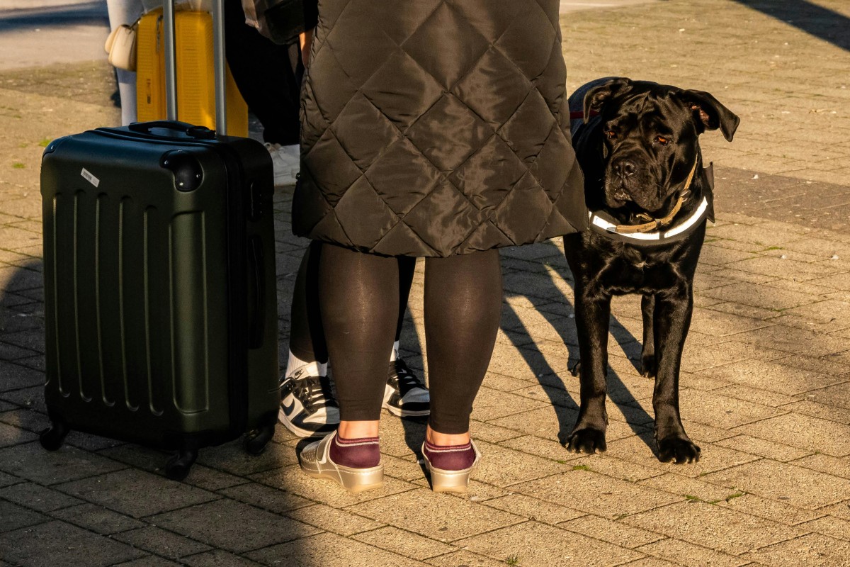 chien avion