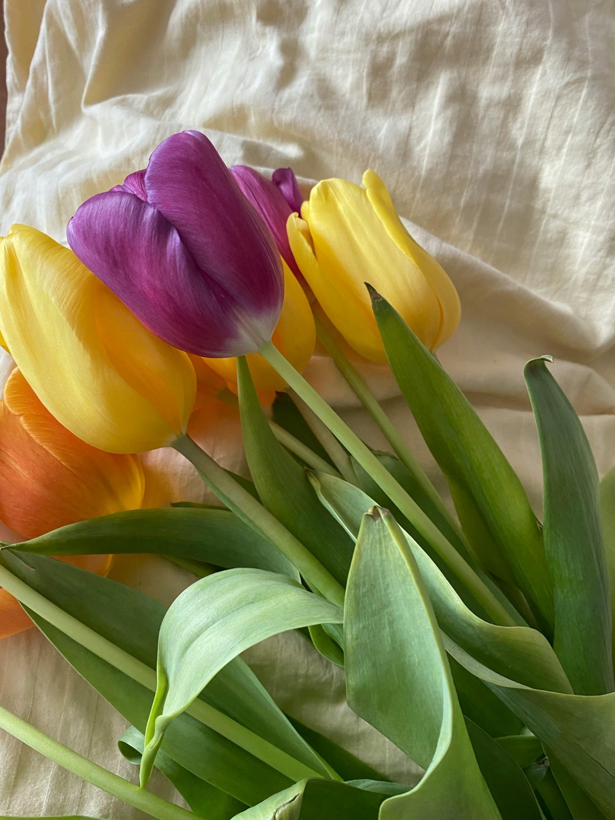 tulipes