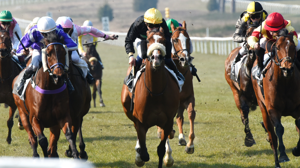 course hippique chevaux tony