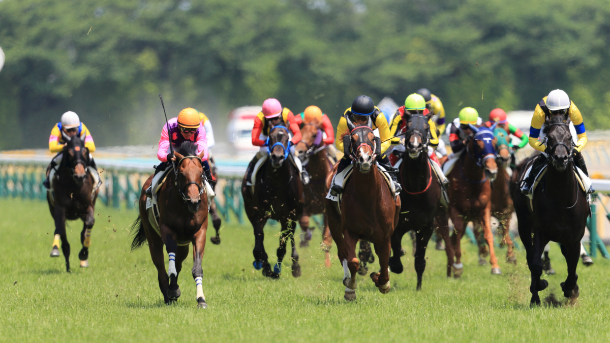 course hippique chevaux tony