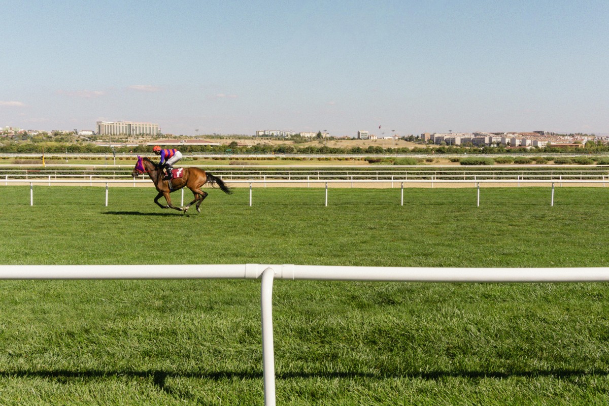 course hippique chevaux tony