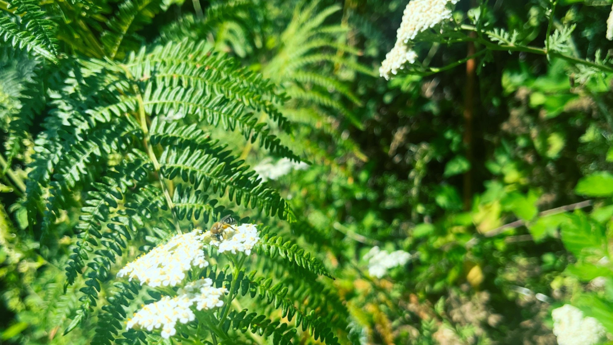 plantes sauvages talasani