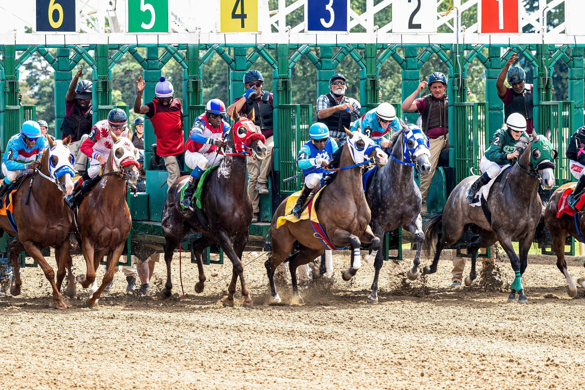 hippique course chevaux 