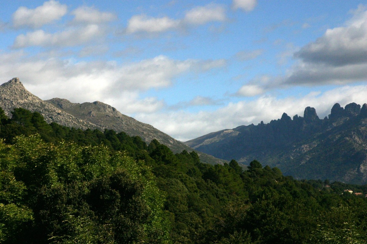 bavera