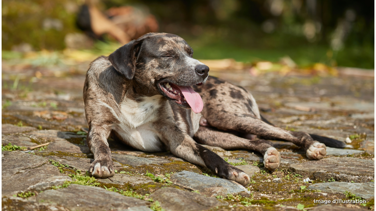canicule animaux chien
