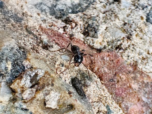 Fourmi Tapinoma magnum : l’Université de Corse et le CNRS sur la piste d’un biocide 100 % naturel