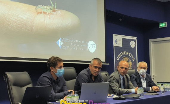 stella mare langouste rouge