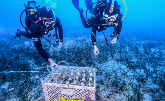 immersion bouteilles de vin en mer