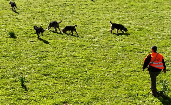 Chasse de chiens courants