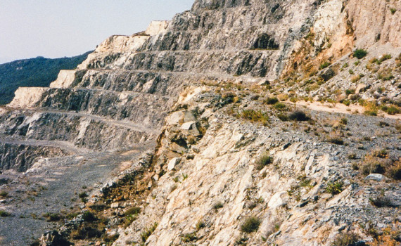 canari