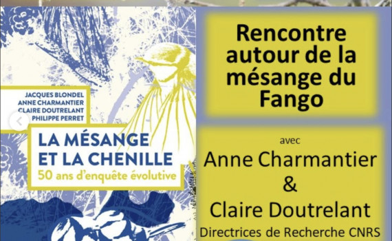 mésange article