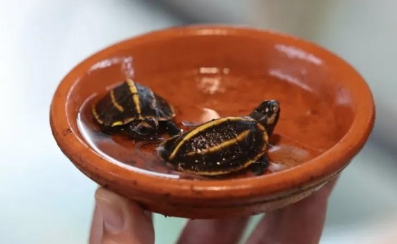 tortues