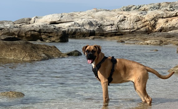 chien
