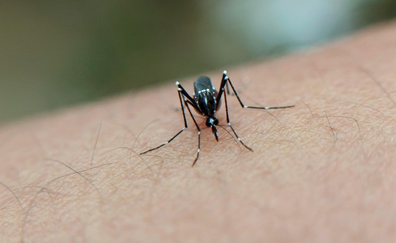 chikungunya