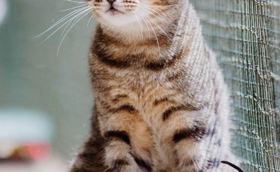 chat