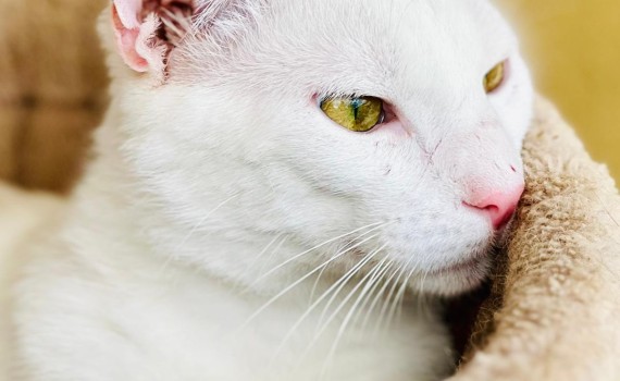 chat