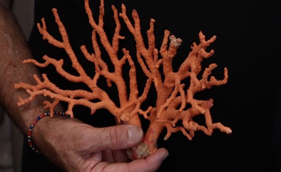 corail