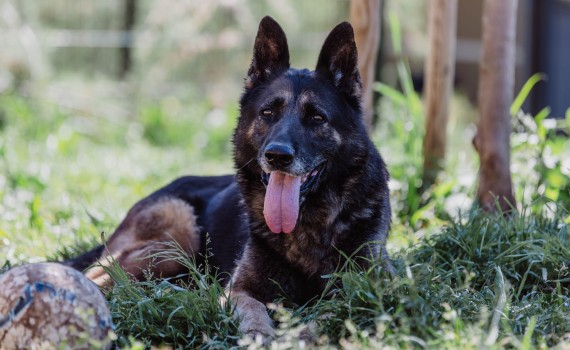 chien