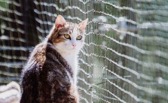chat