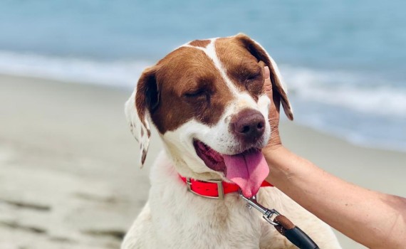stella