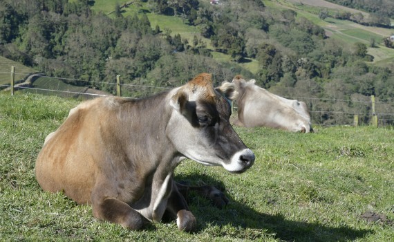 vache