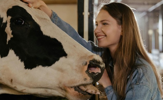 vache